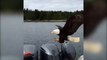 Un aigle vole un bout de viande sur un bateau