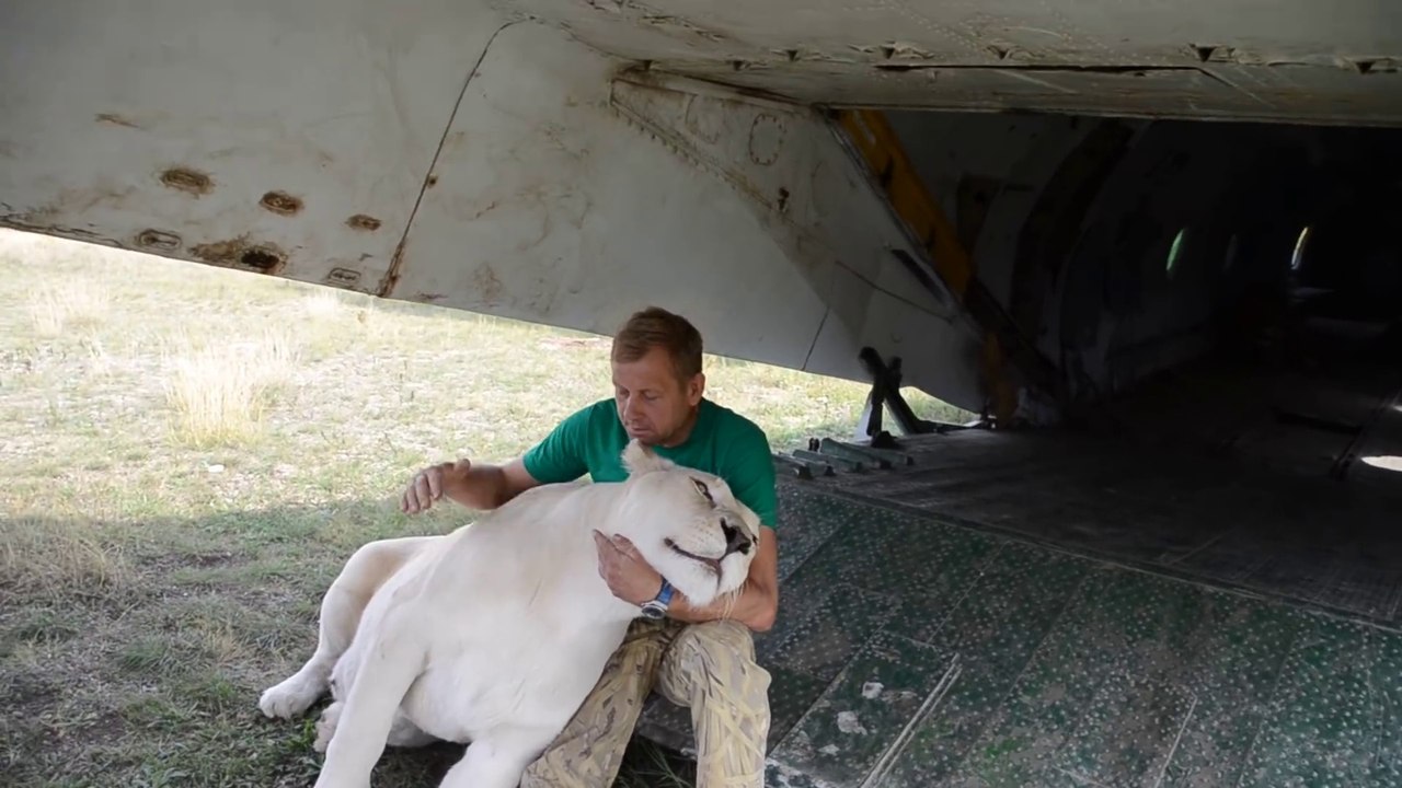 Ces russes ont des lions de compagnie dans leur jardin