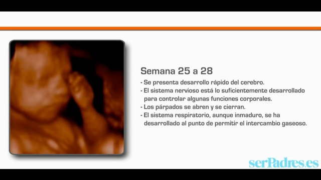 Así crece tu bebé dentro ti