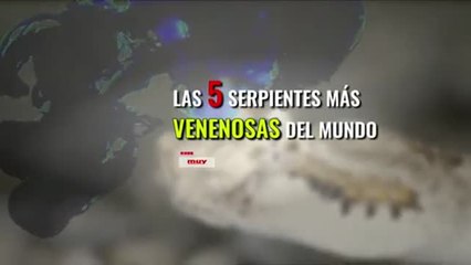 Скачать видео: Las serpientes más venenosas del mundo