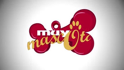 Tortuga leopardo, una mascota diferente