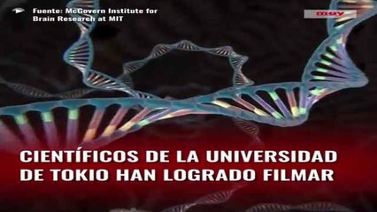 Filman por primera vez técnica CRISPR-Cas9