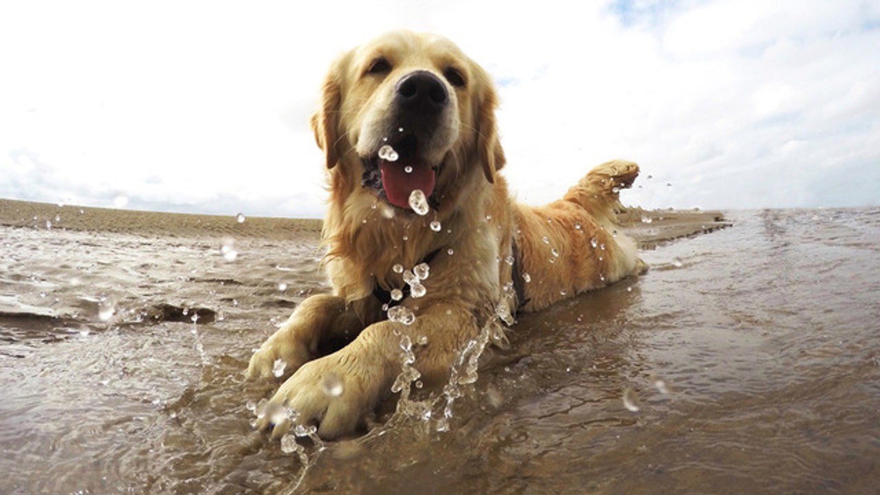 Estos perros van por primera vez a la playa. ¡Sus reacciones son muy graciosas!