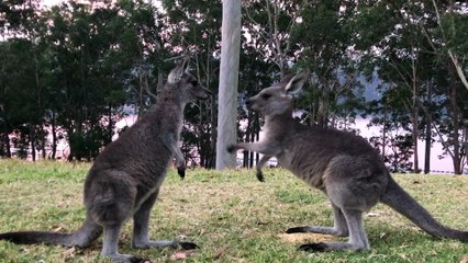 Playful Kangaroo Sparring Session