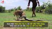 Save da Boss: Chó con dũng cảm hét lên cầu cứu lúc chó mẹ bị trăn khổng lồ quấn chặt