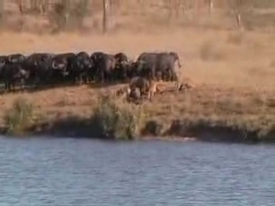 lions vs buffaloes الاتحاد قوة