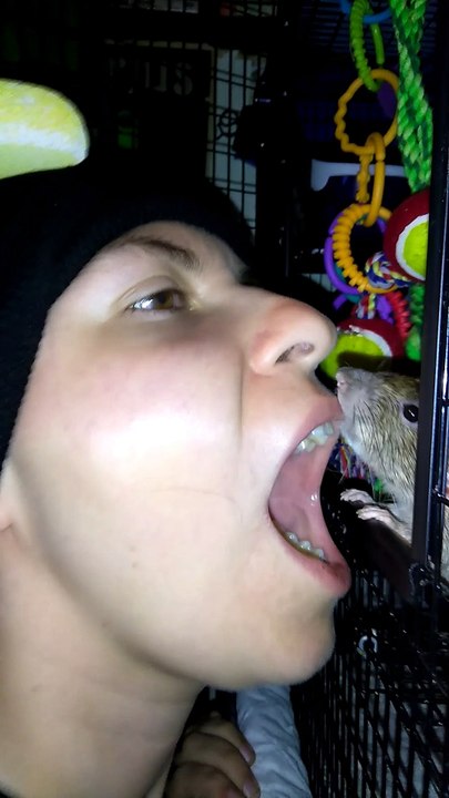 Pet Rat Cleans Owners Teeth