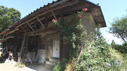 NHK Wild Secrets The Yellow Hornets and the Tyrant Queen