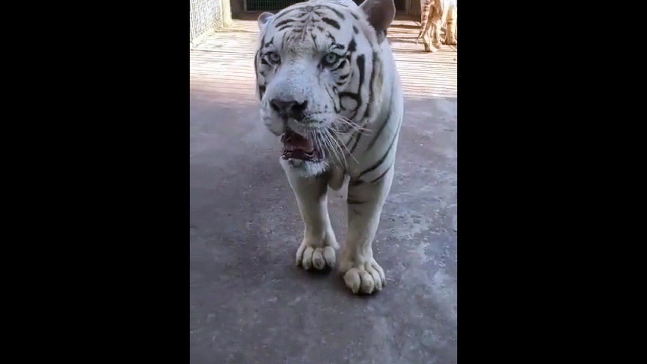 Tigers cage life 001 || Tiger cage video