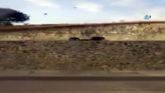 Varto’da domuz sürüsü görüntülendi