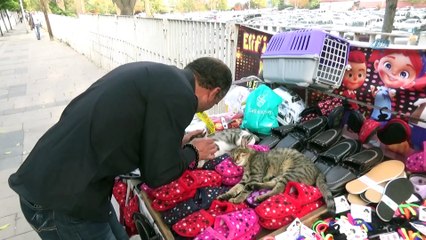 Seyyar satıcının hayvan sevgisi