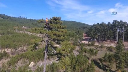 Ekmek Çamın Ucunda