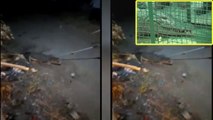 Gaint Crocodile rescued in Vadodara by Forest department, it was 8 feet long; Watch | Oneindia News