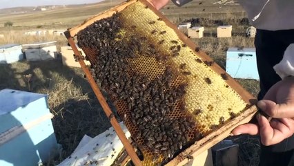 Yağışlar bal rekoltesini yarıya düşürdü - KARS