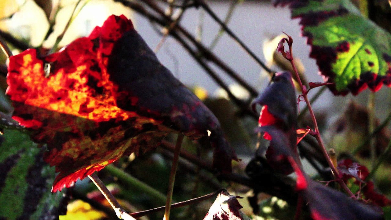 Gärung - Aus Liebe zum Wein  Folge 03 /Ganzer Film/Complete Movie/Full Film