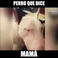 ¡PERRO QUE HABLAAAAA! Feliz tarde a todos hermanos de una misma madre, VENEZUELA