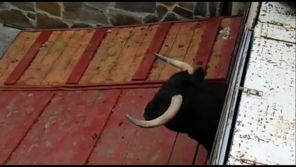 La vidéo choquante d'un taureau se cassant les pattes et s'écrasant au sol lors d'un festival