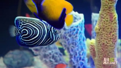 Incredible Bed Frame Tank Tanked!