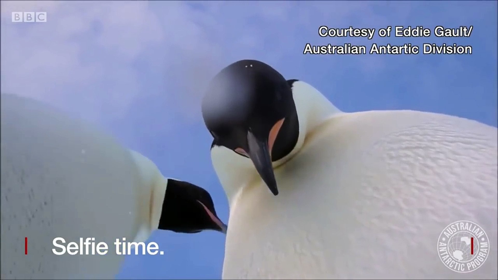 Penguins pose for a selfie - BBC News