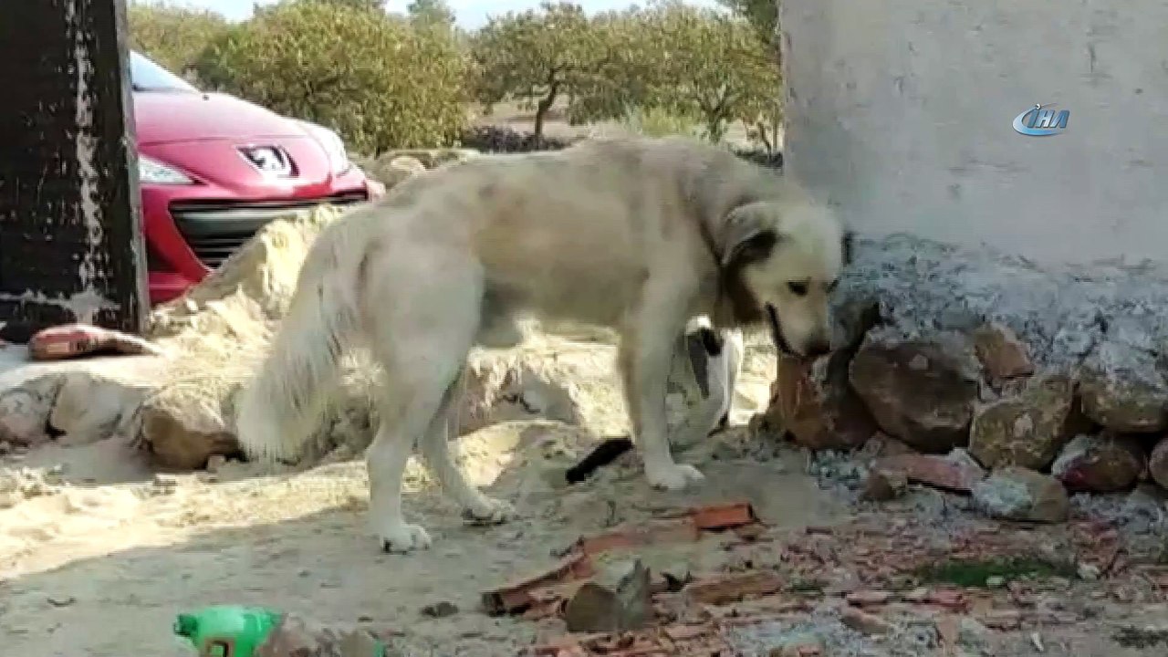 Köpeğe masaj yapan kedi şaşırttı