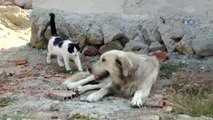 Köpeğe Masaj Yapan Kedi Şaşırttı