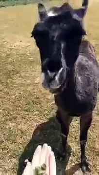 Лама чуть не съела волосы)