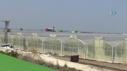 Manisa'da Termal Muz Serası