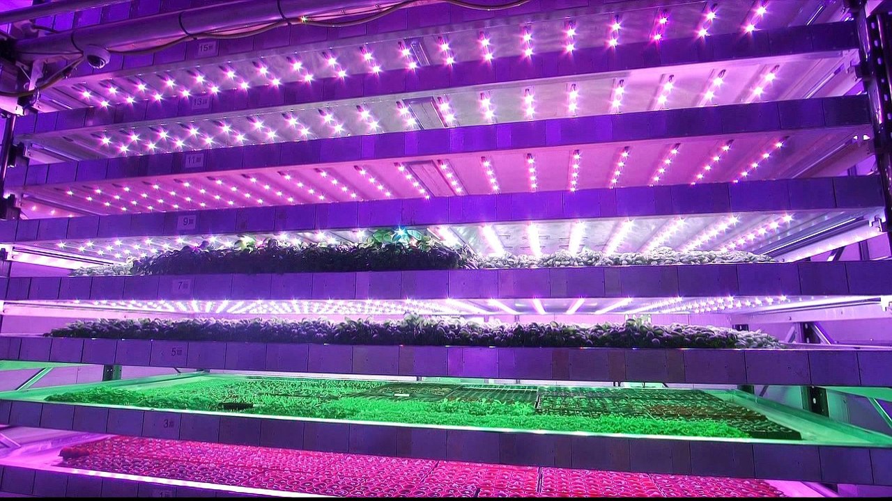 Vertical farming removes traditional farming constraints