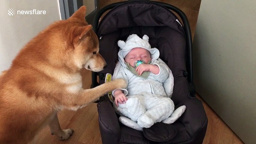 Adorable Moment Shiba Dog Rocks Baby In Cradle