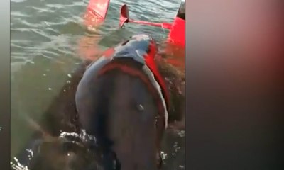 Seekor Paus Terluka dan Mati di Bibir Pantai