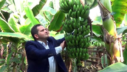 Manisa’da termal muz serası