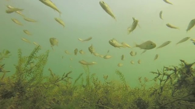 Des poissons très curieux viennent observer un drone tombé à l'eau