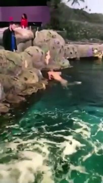 Un homme déjoue la sécurité et saute dans le bassin des requins dans un zoo