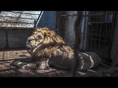 ‘Luani me sy të nxirë në Fier’, policia nis aksionin për zhvendosjen e kafshëve nga Safari Park