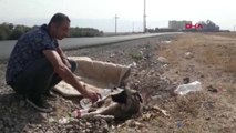 Şırnak Silopi'de Bir Aracın Çarptığı Köpek, On Gün Aç ve Susuz Yaşam Savaşı Verdi