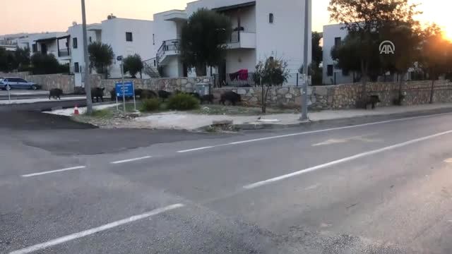 Bodrum'da Domuz Sürüsü Kent Merkezine İndi