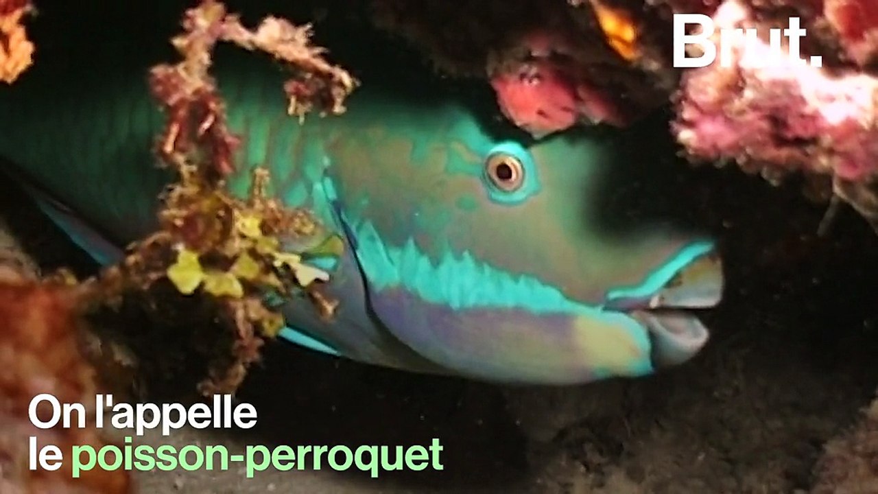 Connaissez-vous le poisson-perroquet, l’un des poissons les plus colorés de l’océan ?