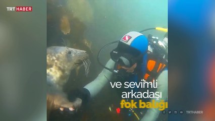 Dalgıcın sevimli su altı arkadaşı "fok" ile eğlenceli anları