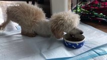Poodle hops around like a kangaroo after losing its two front legs