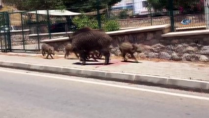 Tatil cennetinde domuzlar şehre indi
