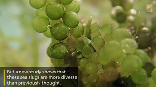 Watch a camouflaged slug eat sea grapes