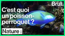 Le poisson-perroquet est l'un des poissons les plus colorés de l'océan