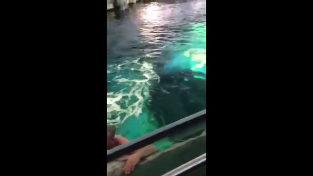 Un homme va nager tout nu avec les requins dans un aquarium au Canada
