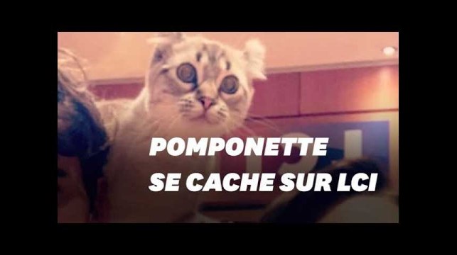 Sur LCI, un chat joue à cache-cache sur le plateau