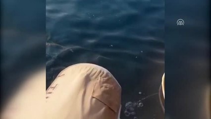 Ayağına Parke Taşı Bağlanan Caretta Caretta Kurtarıldı