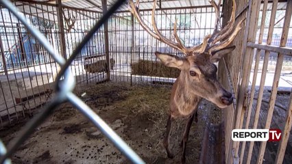 Report Tv- ‘Luani me sy të nxirë në Fier’, reagon Klosi: Urgjentisht ka nisur aksioni