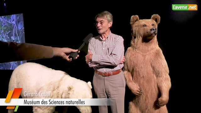 L'Avenir - Expo de l'ours au nounours