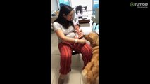 Excited Golden Retriever meets newborn baby