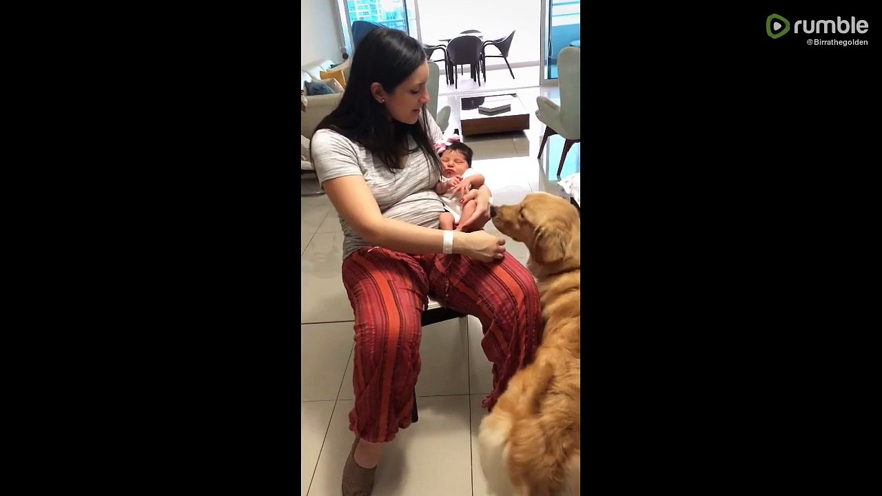 Excited Golden Retriever meets newborn baby