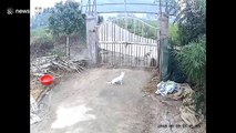 Dogs flee as out-of-control SUV demolishes house gate